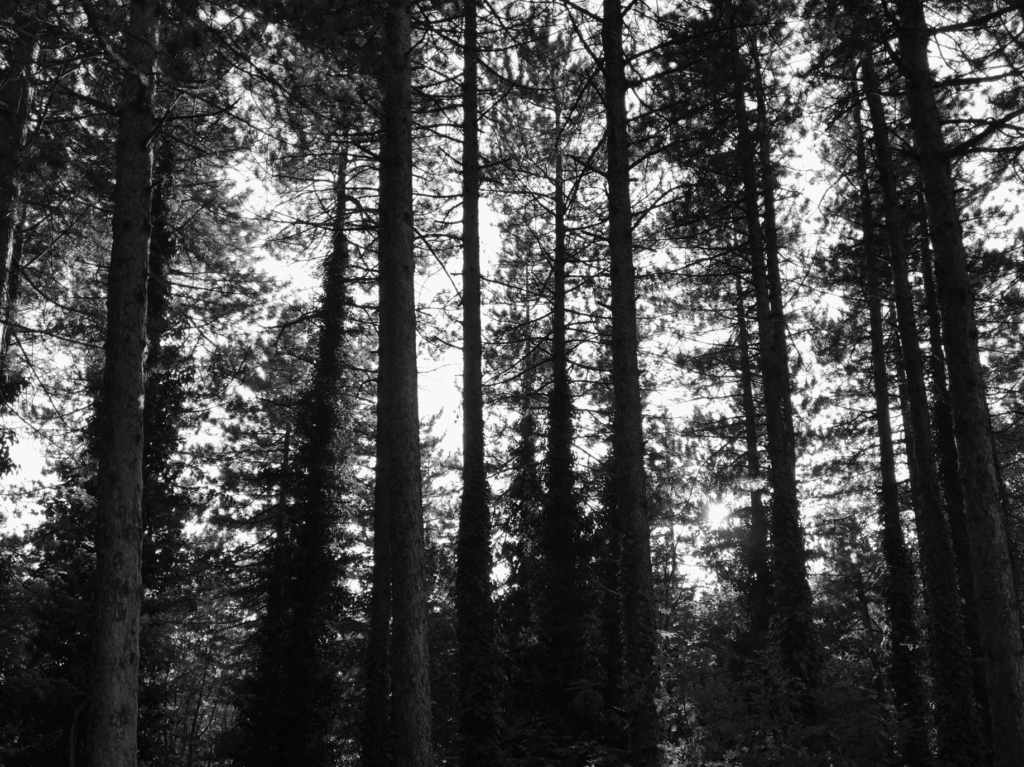 il bosco di Luigia Spadano TINY